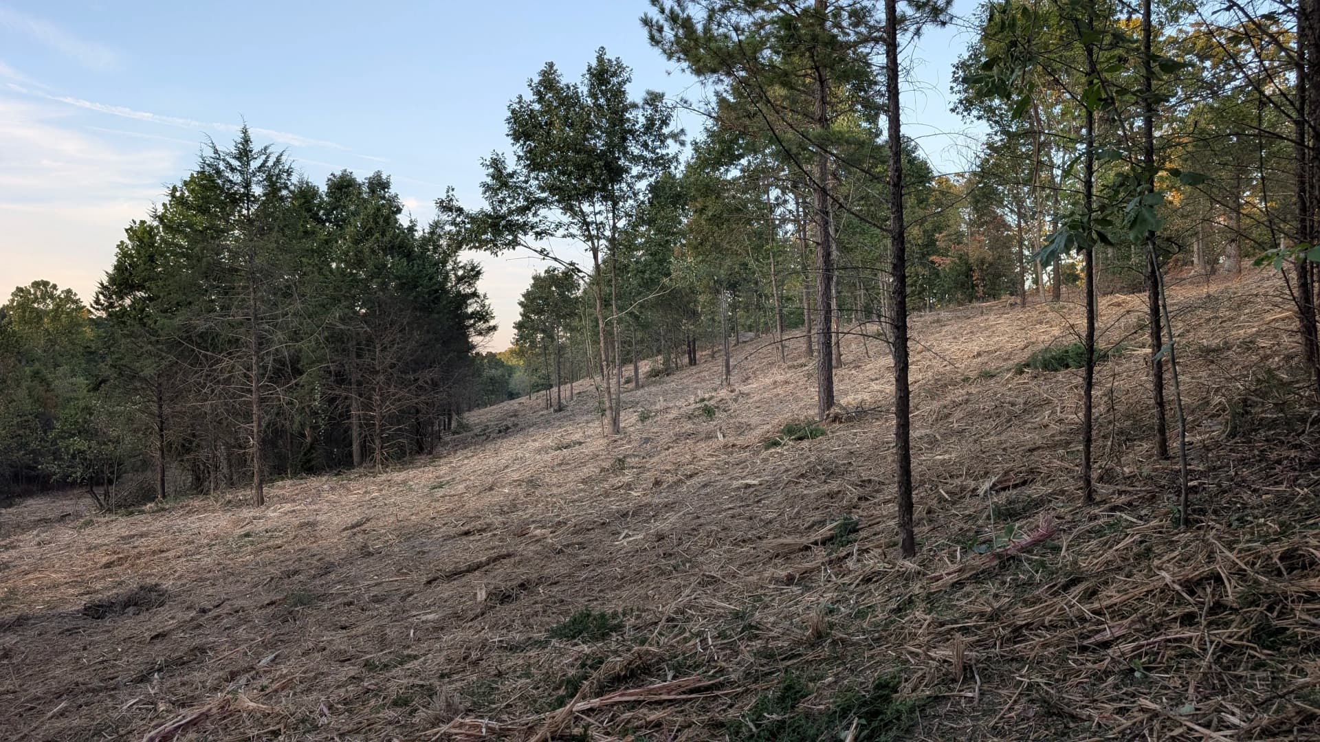 Gallery photos for Hillside Forestry Mulching Nearly Complete on This Big One: Image #1