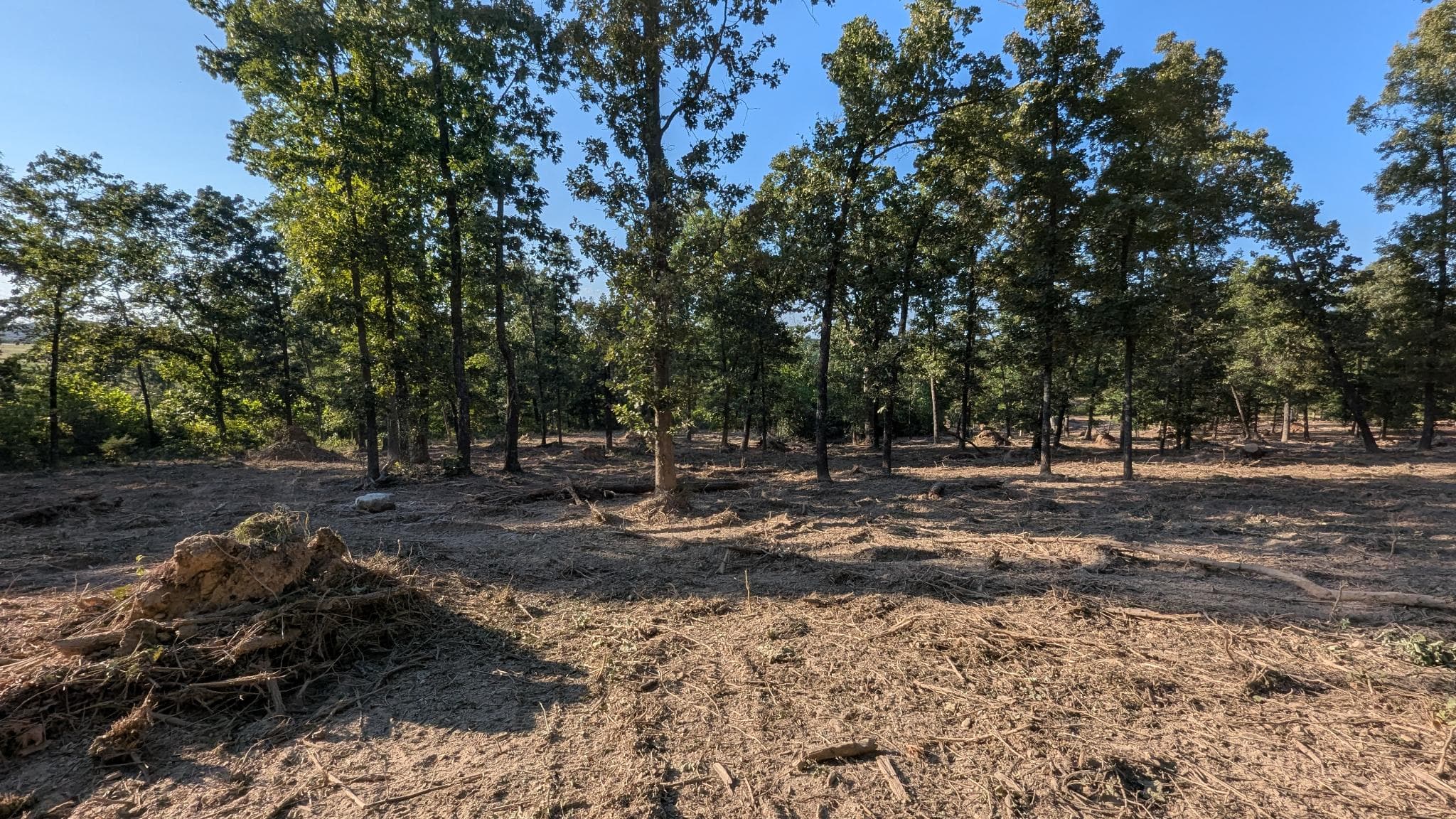 Project Forestry Mulching That Opens Up Overgrown Land Fast image