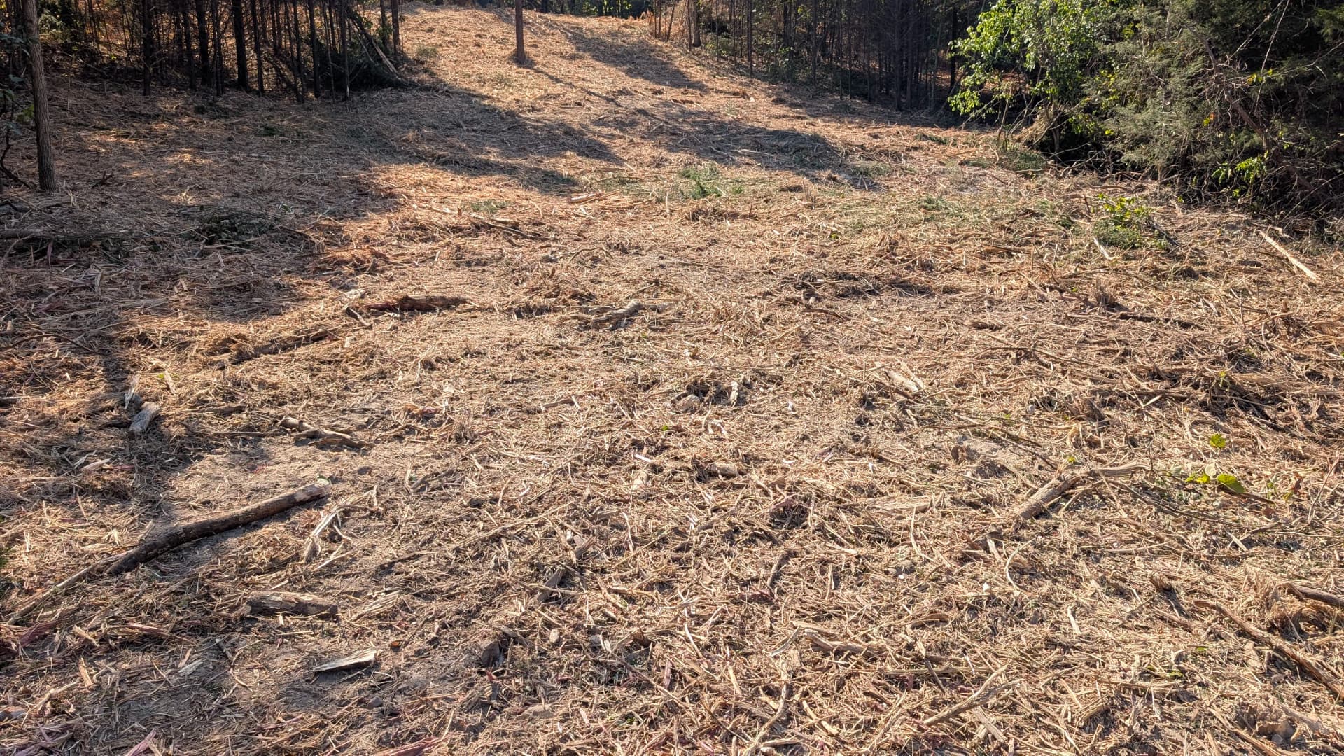 Gallery photos for Forestry Mulching Opens a Path Between Pastures: Image #1