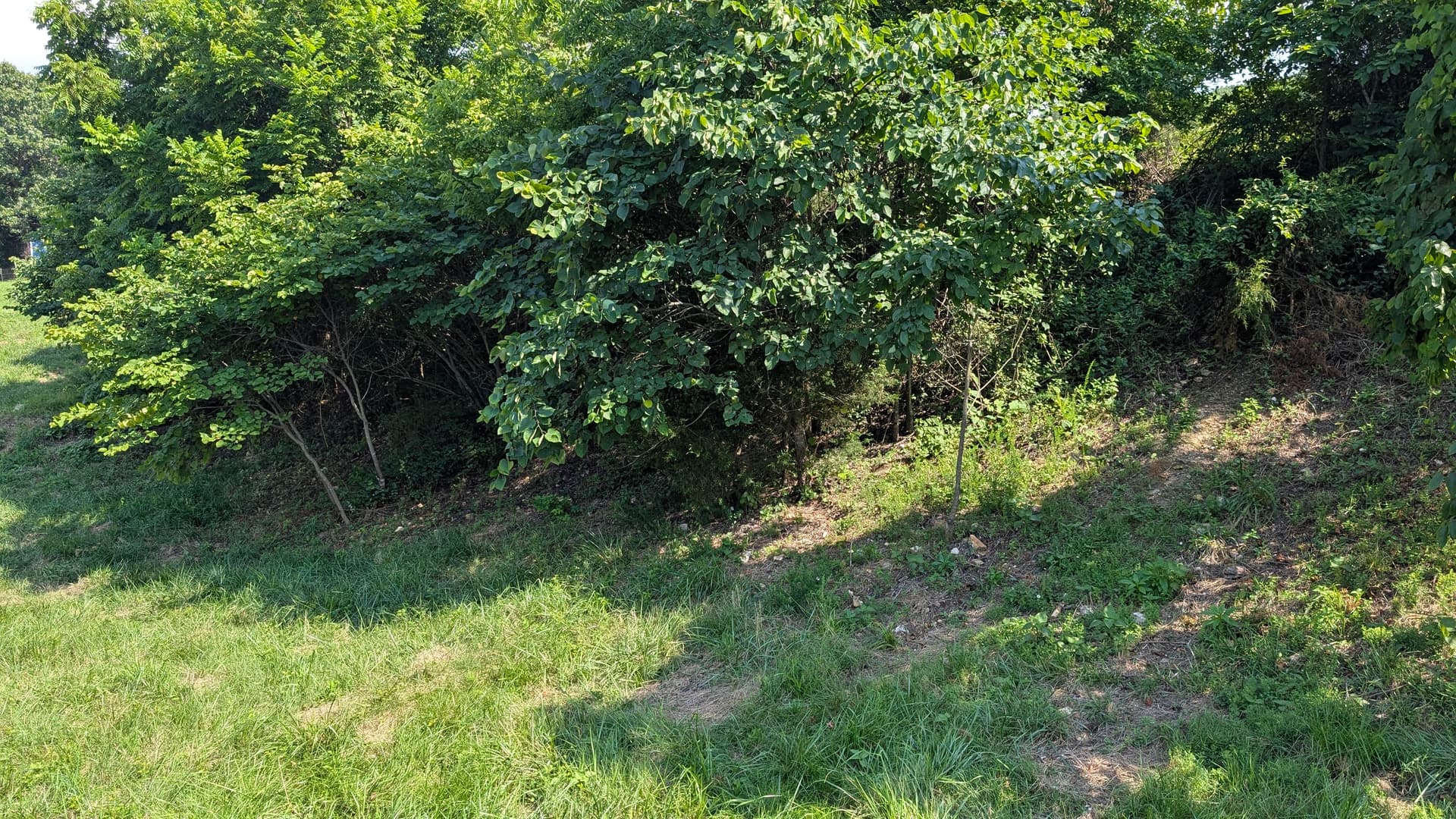Forestry Mulching Clears Overgrown Pond Banks for Better Water Flow