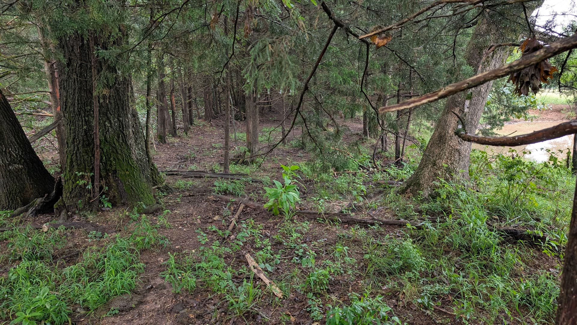 Gallery photos for 1 Acre Forestry Mulching Job in Mansfield Opens Up Overgrown Property: Image #2