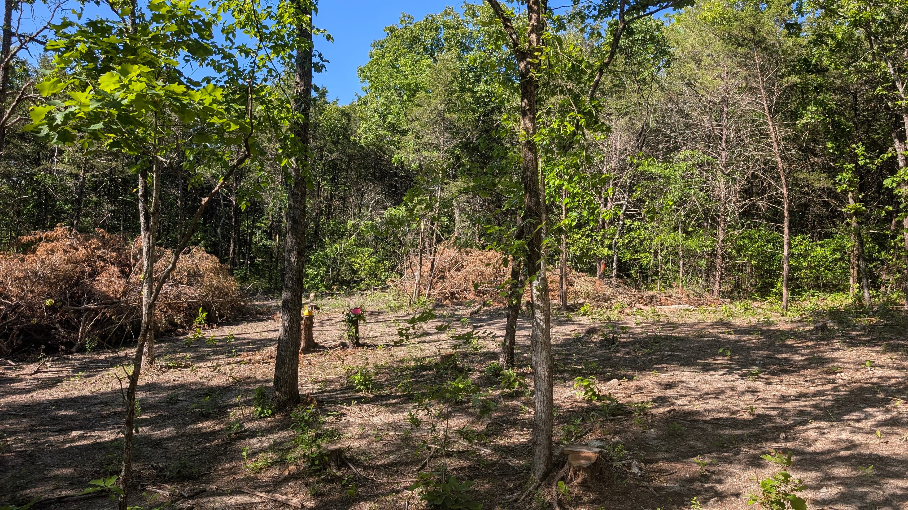 Project Why a Property Walk-Through Changes Everything in Land Clearing image
