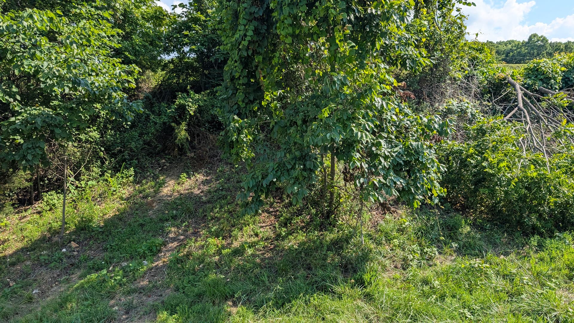 Forestry Mulching Clears Overgrown Pond Banks for Better Water Flow
