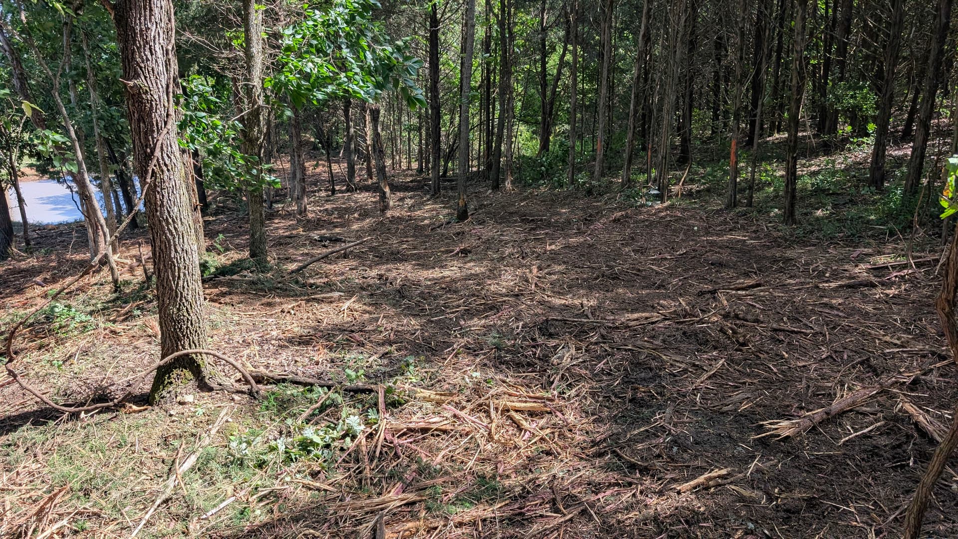 Gallery photos for Forestry Mulching That Opens Up Overgrown Land Without the Mess: Image #2