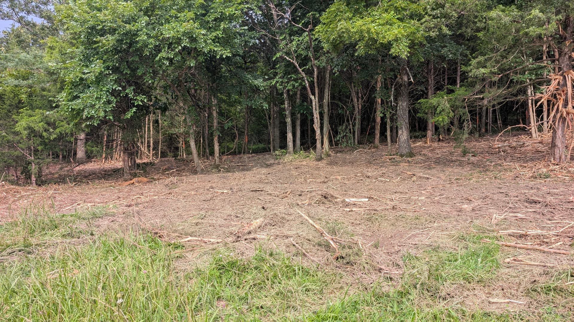 Gallery photos for Forestry Mulching That Opens Up Overgrown Land Without the Mess: Image #1