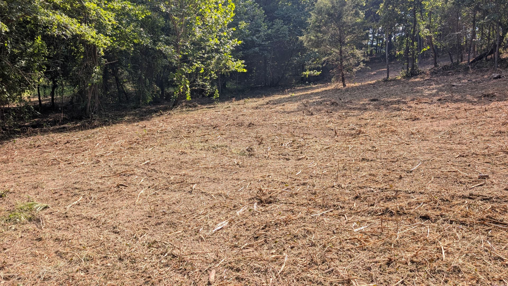 Forestry Mulching Clears Overgrown Land in Rockbridge Missouri