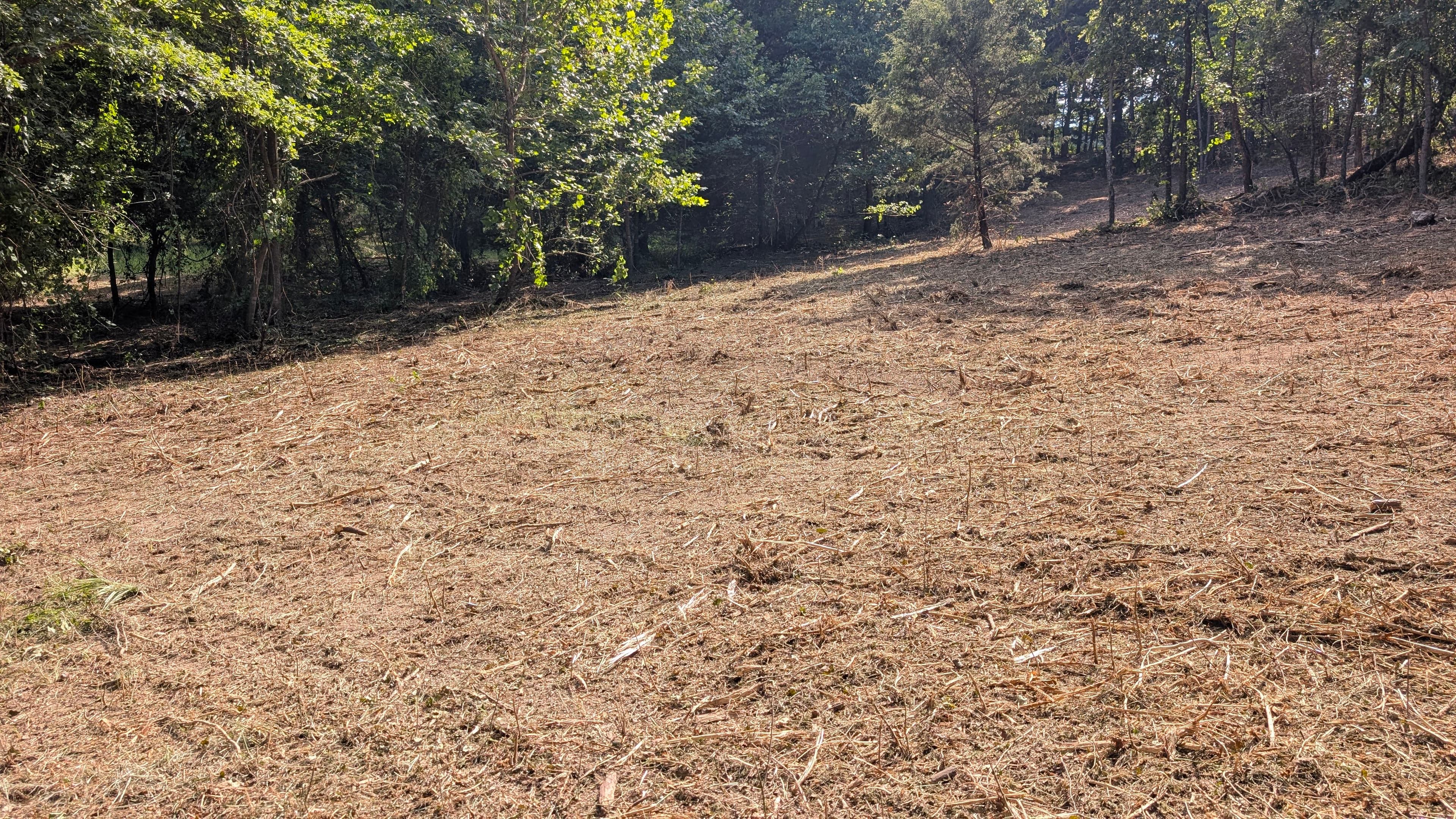 Project Forestry Mulching Clears Overgrown Land in Rockbridge Missouri image