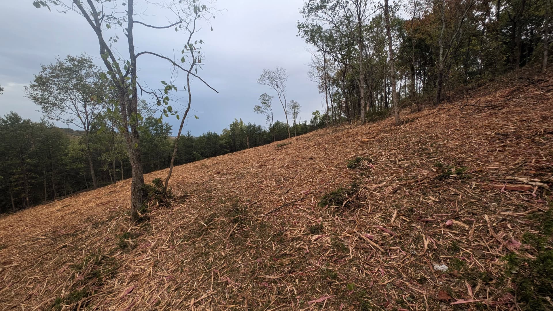 Gallery photos for Steep Hillside Forestry Mulching with a Clean Cedar Finish: Image #3