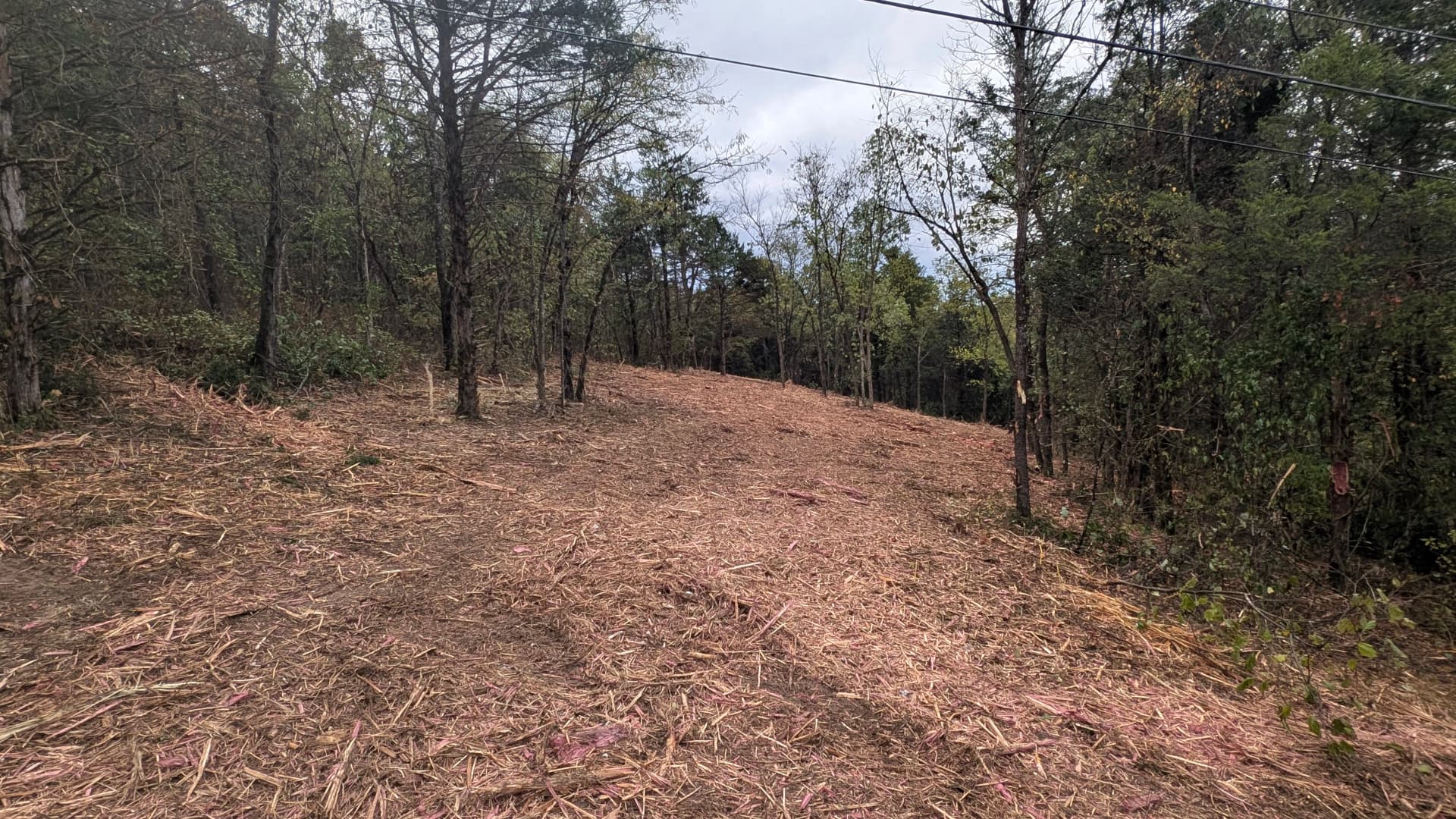 Gallery photos for Steep Hillside Forestry Mulching with a Clean Cedar Finish: Image #2