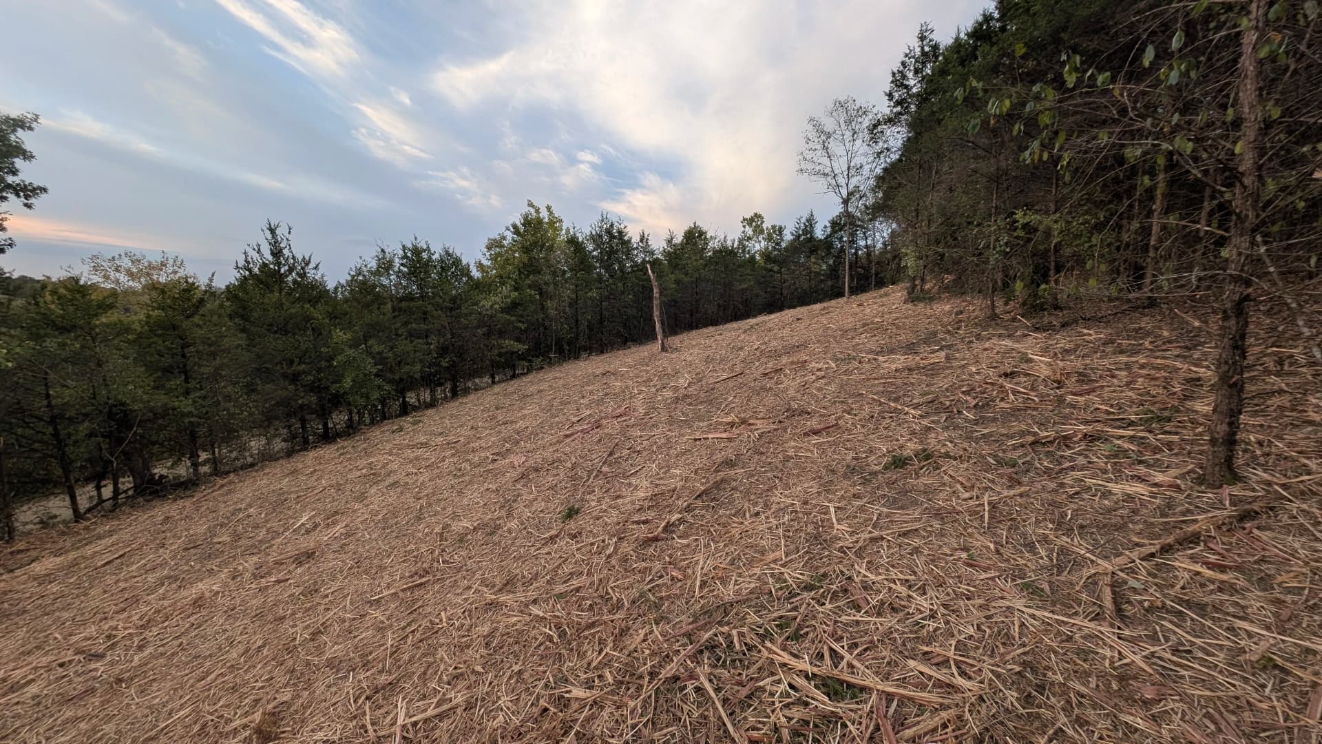 Gallery photos for Forestry Mulching in Progress for Ken Evans: Image #3