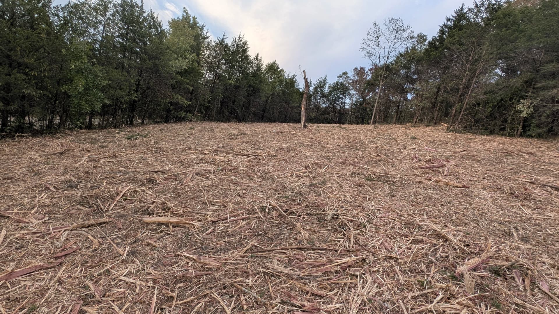 Gallery photos for Forestry Mulching in Progress for Ken Evans: Image #1