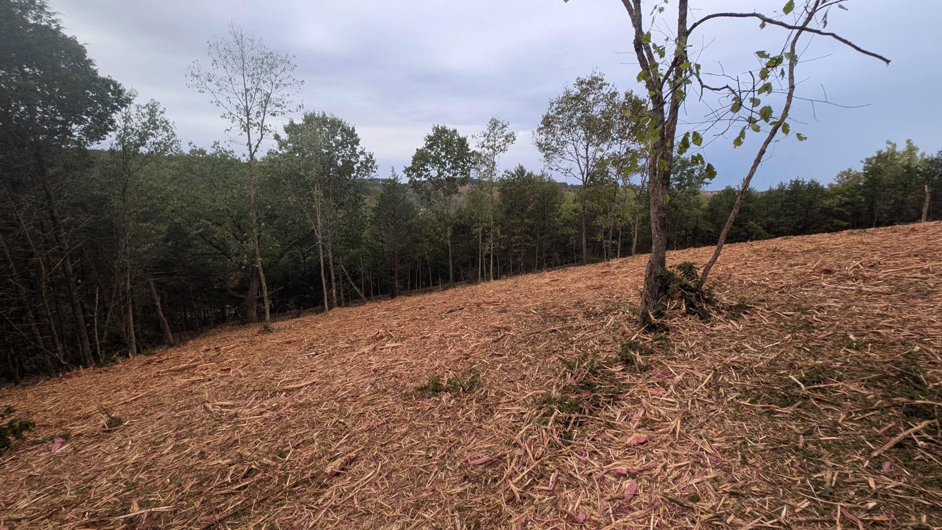 Gallery photos for Steep Hillside Forestry Mulching with a Clean Cedar Finish: Image #1