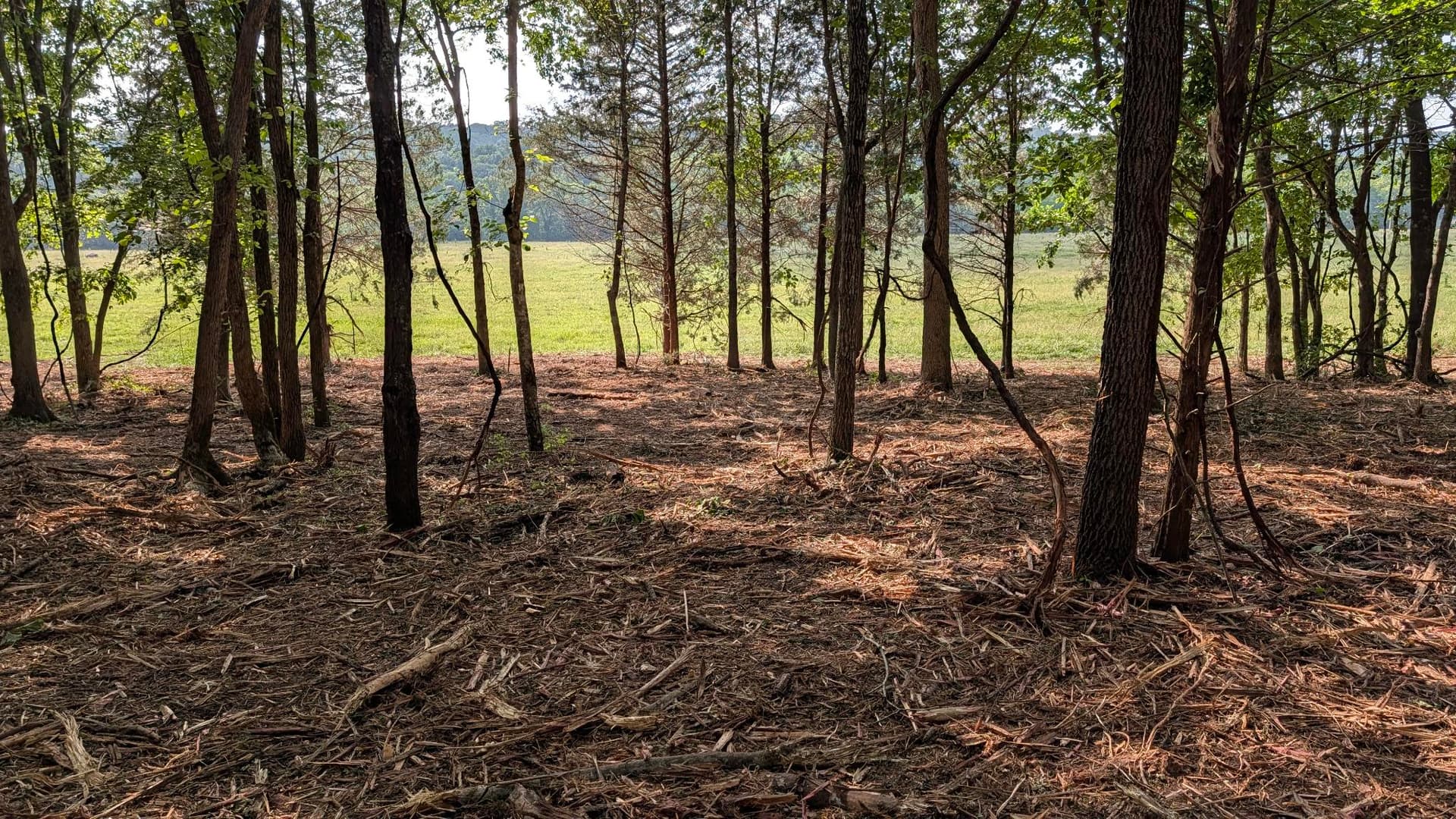 Gallery photos for 1 Acre Forestry Mulching Job in Mansfield Opens Up Overgrown Property: Image #1