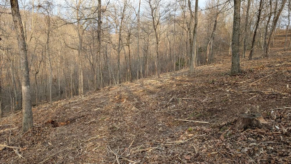 Cleared forest area with bare ground, tree stumps, and sparse vegetation in early spring.