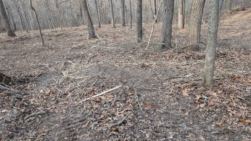 Cleared forest area with scattered leaves and tree trunks in a wooded landscape.