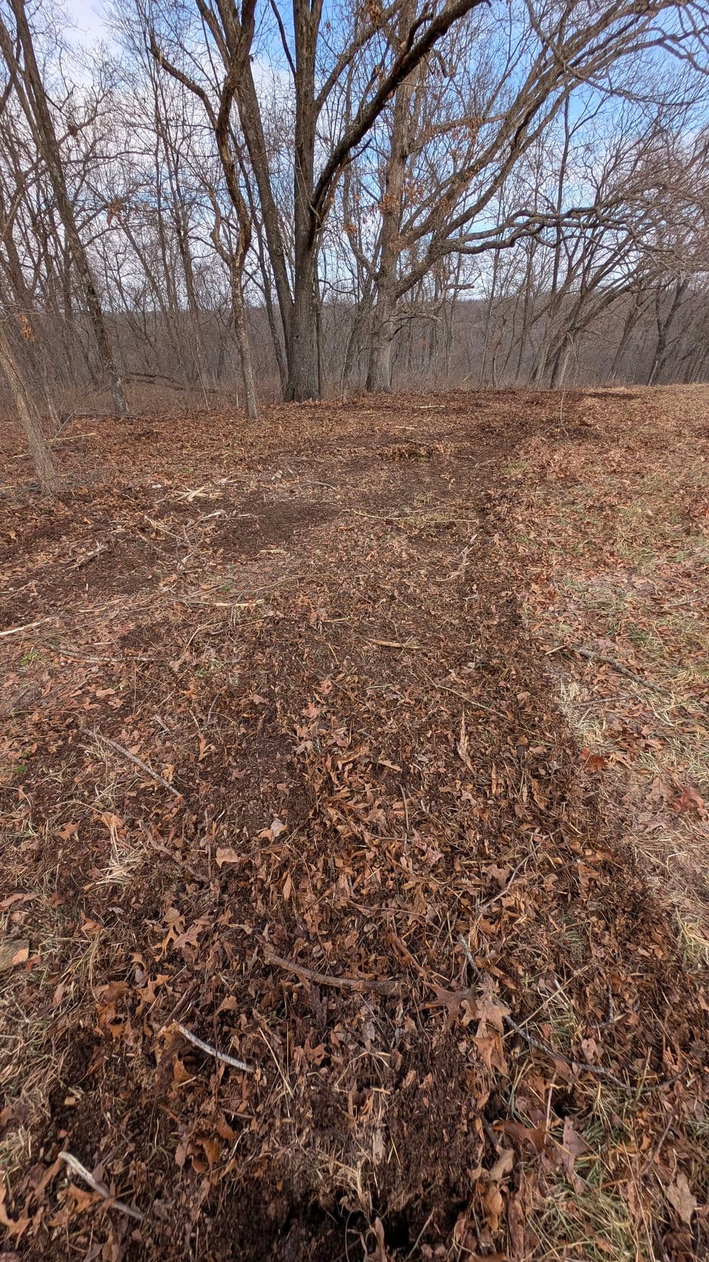 Cleared dirt path in a wooded area with fallen leaves and bare trees.