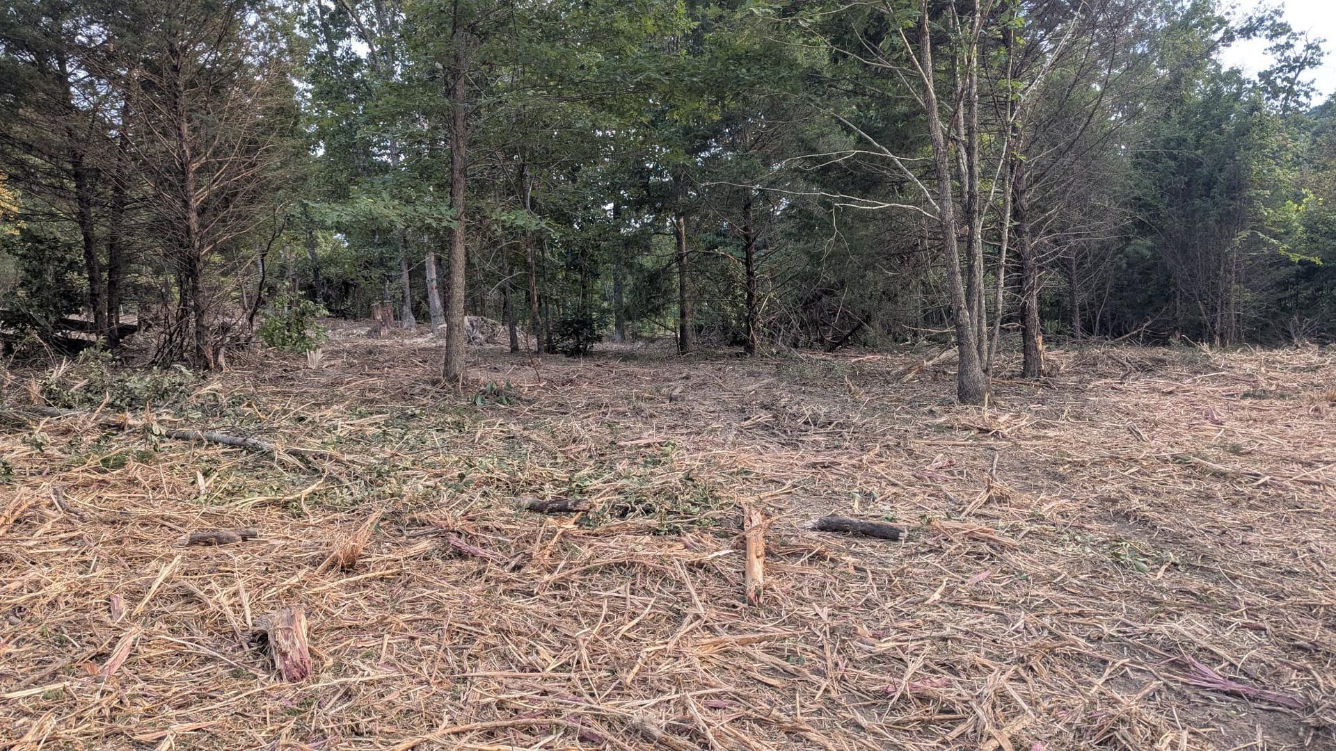 Gallery photos for 2 Acres Cleared and Reclaimed with Forestry Mulching: Image #1