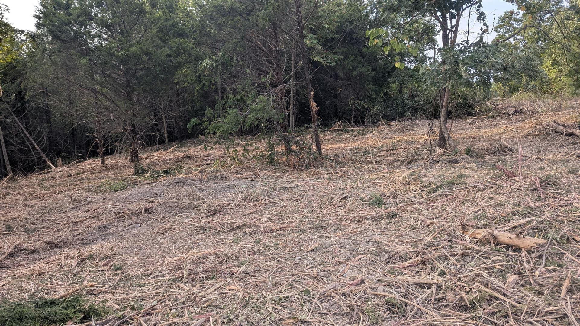 Gallery photos for 2 Acres Cleared and Reclaimed with Forestry Mulching: Image #2