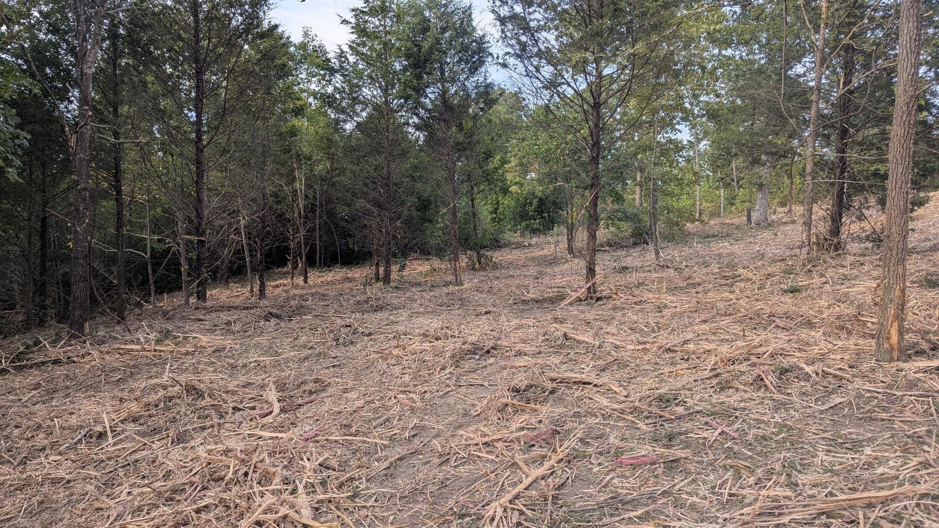 Gallery photos for 2 Acres Cleared and Reclaimed with Forestry Mulching: Image #7