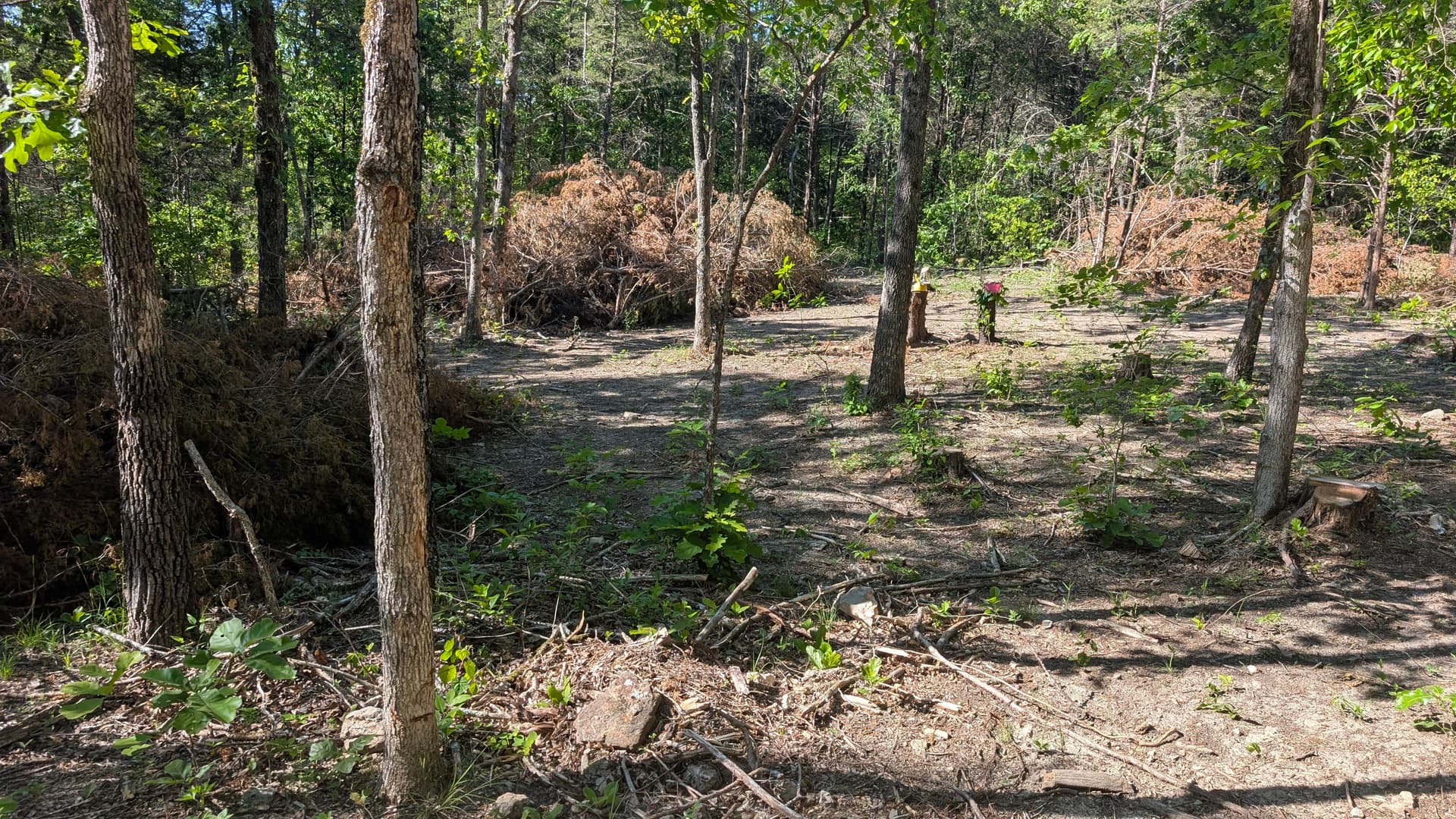 Gallery photos for Why a Property Walk-Through Changes Everything in Land Clearing: Image #1